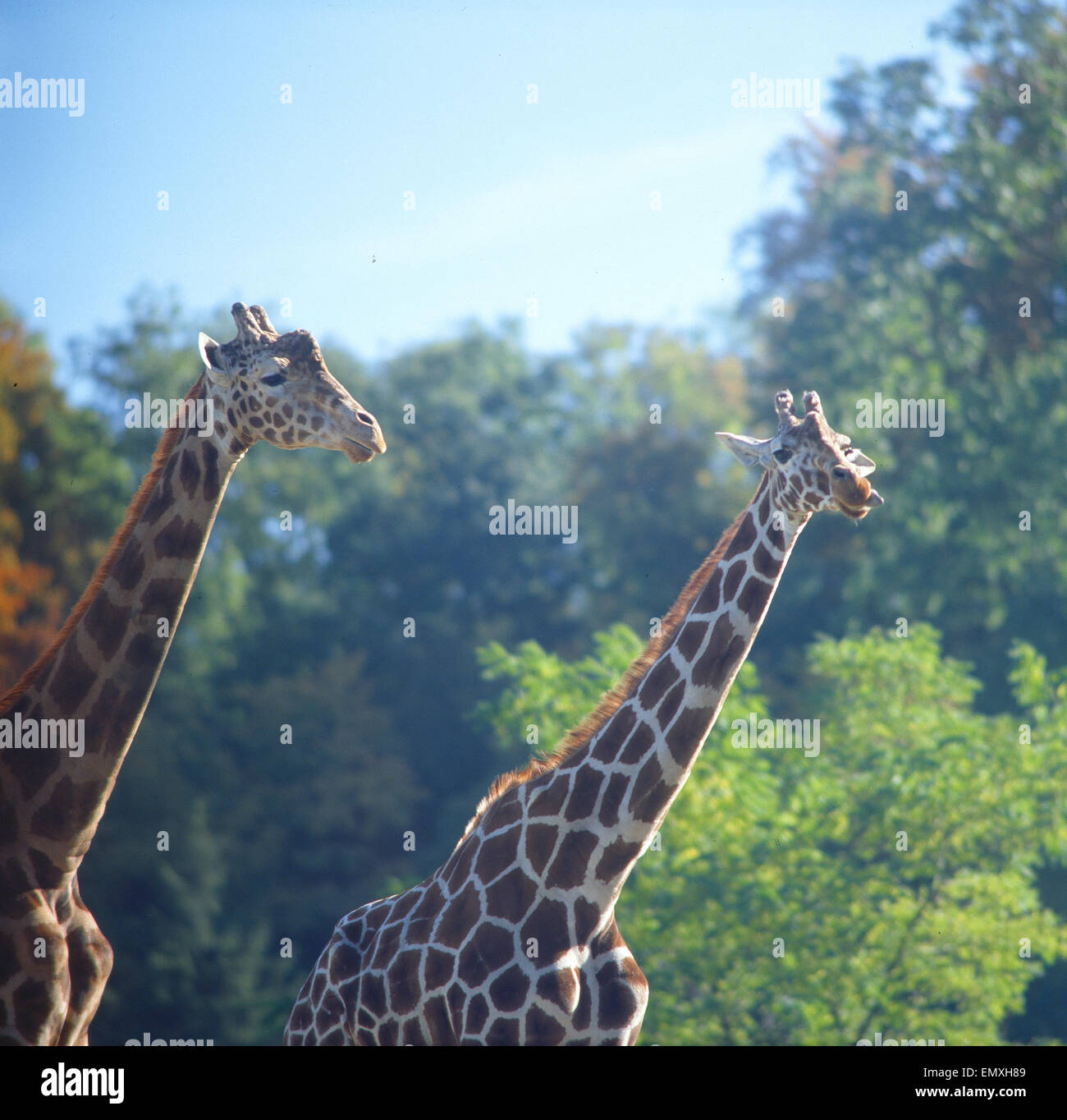 Giraffen im Zoo Stock Photo Alamy
