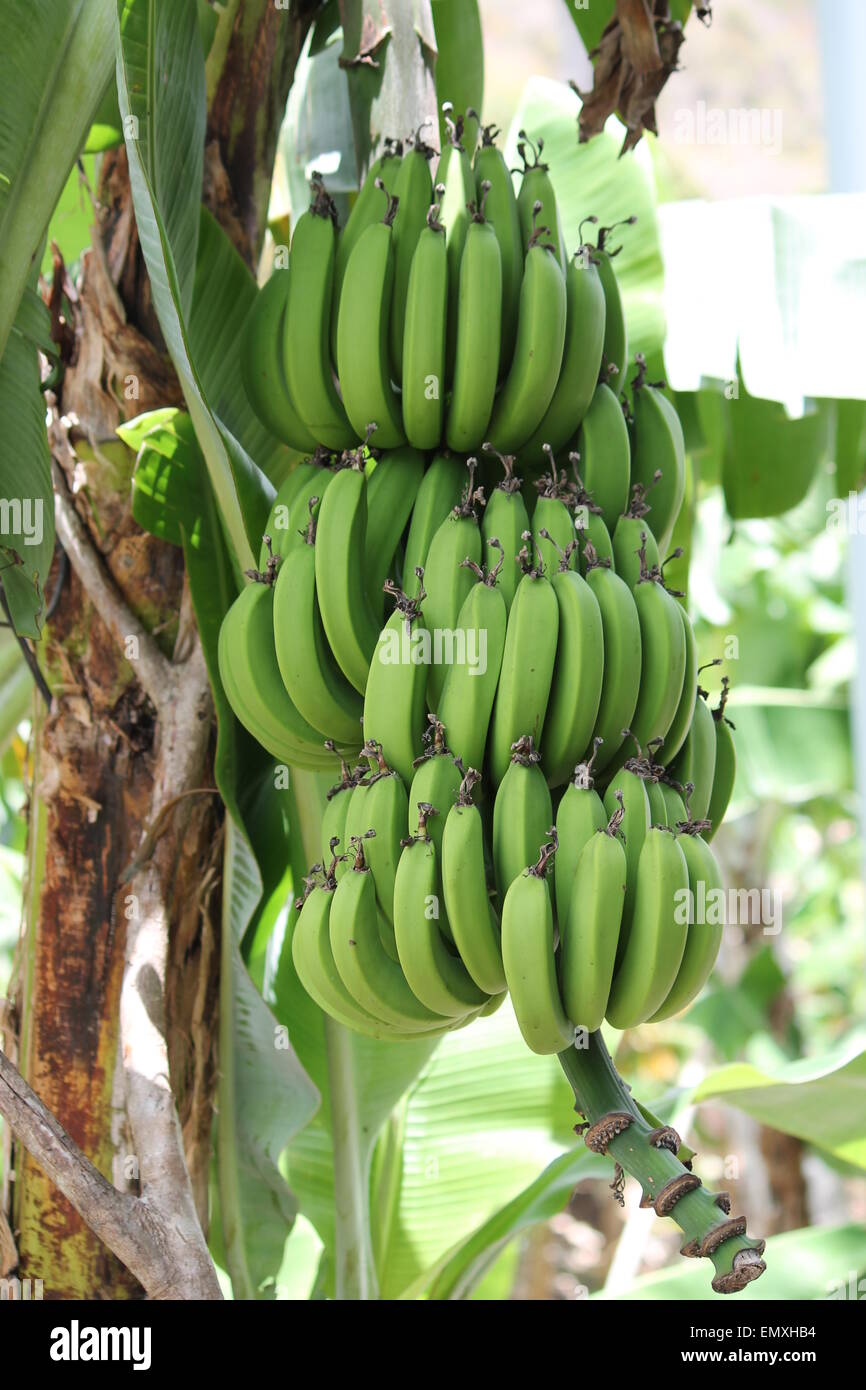 bananas growing on tree Stock Photo Alamy