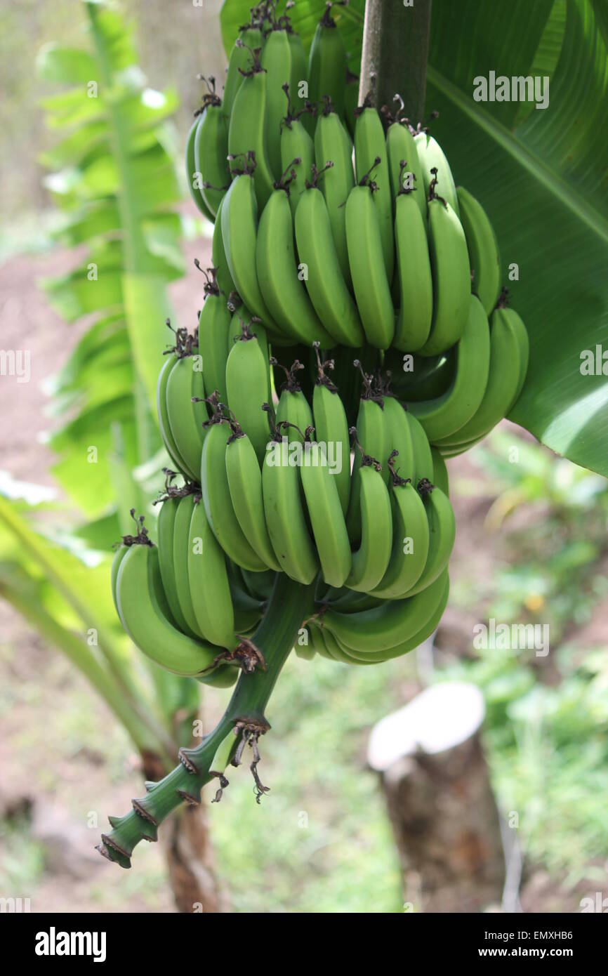 bananas growing on tree Stock Photo Alamy