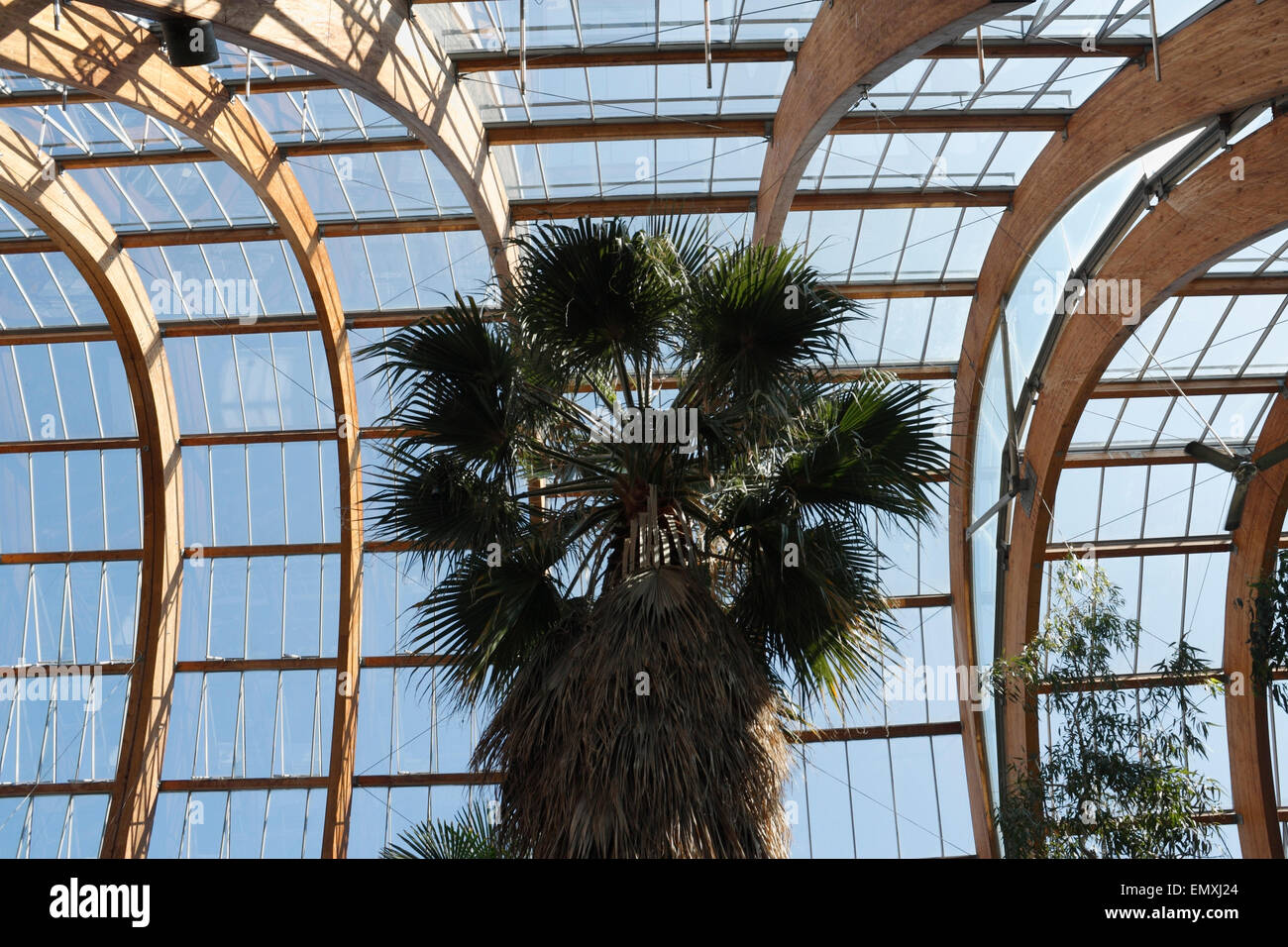 Tropical plants in the winter garden, glasshouse, Sheffield England UK Stock Photo
