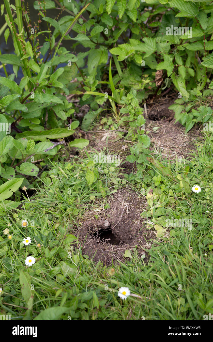 Holes in the Bank Sign of Water Vole Activity; Bude; Cornwall; UK Stock Photo