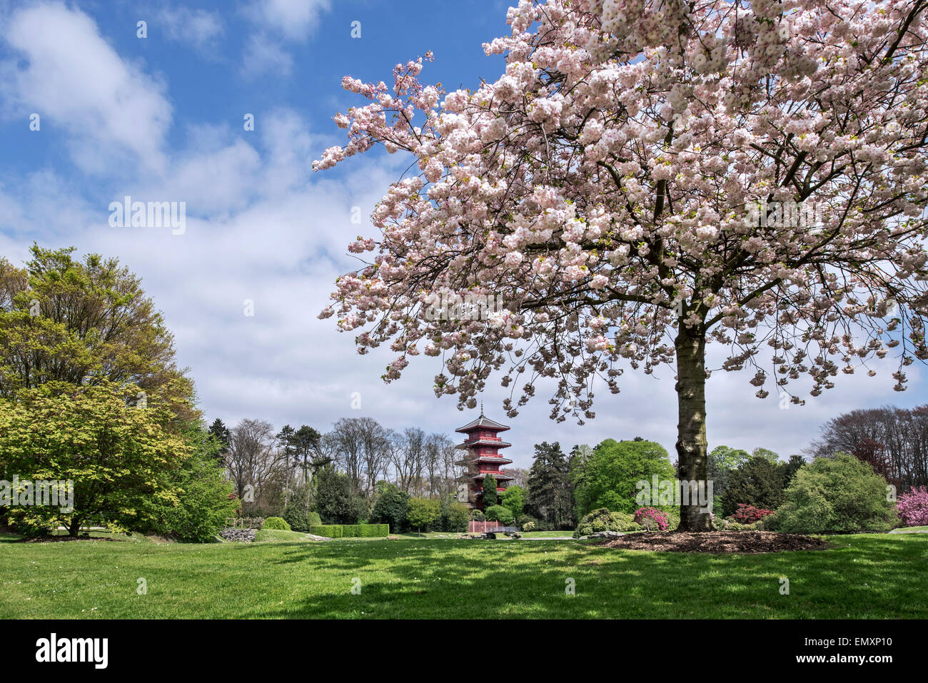 uitvegen Binnenshuis Neerduwen Cherry tree blooming in the park of the Royal Palace of Laken and view over  the Japanese Tower, Brussels, Belgium Stock Photo - Alamy