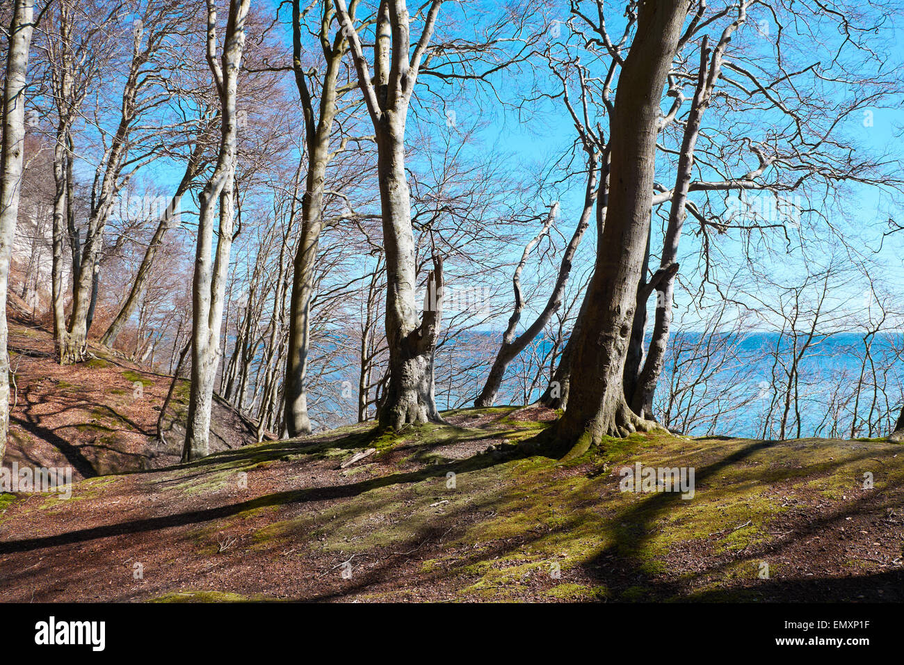 SASSNITZ, GERMANY - APRIL 3, 2015: Beech forest of Jasmund National Park at the Island of Rugen, Mecklenburg-Vorpommern, Germany Stock Photo