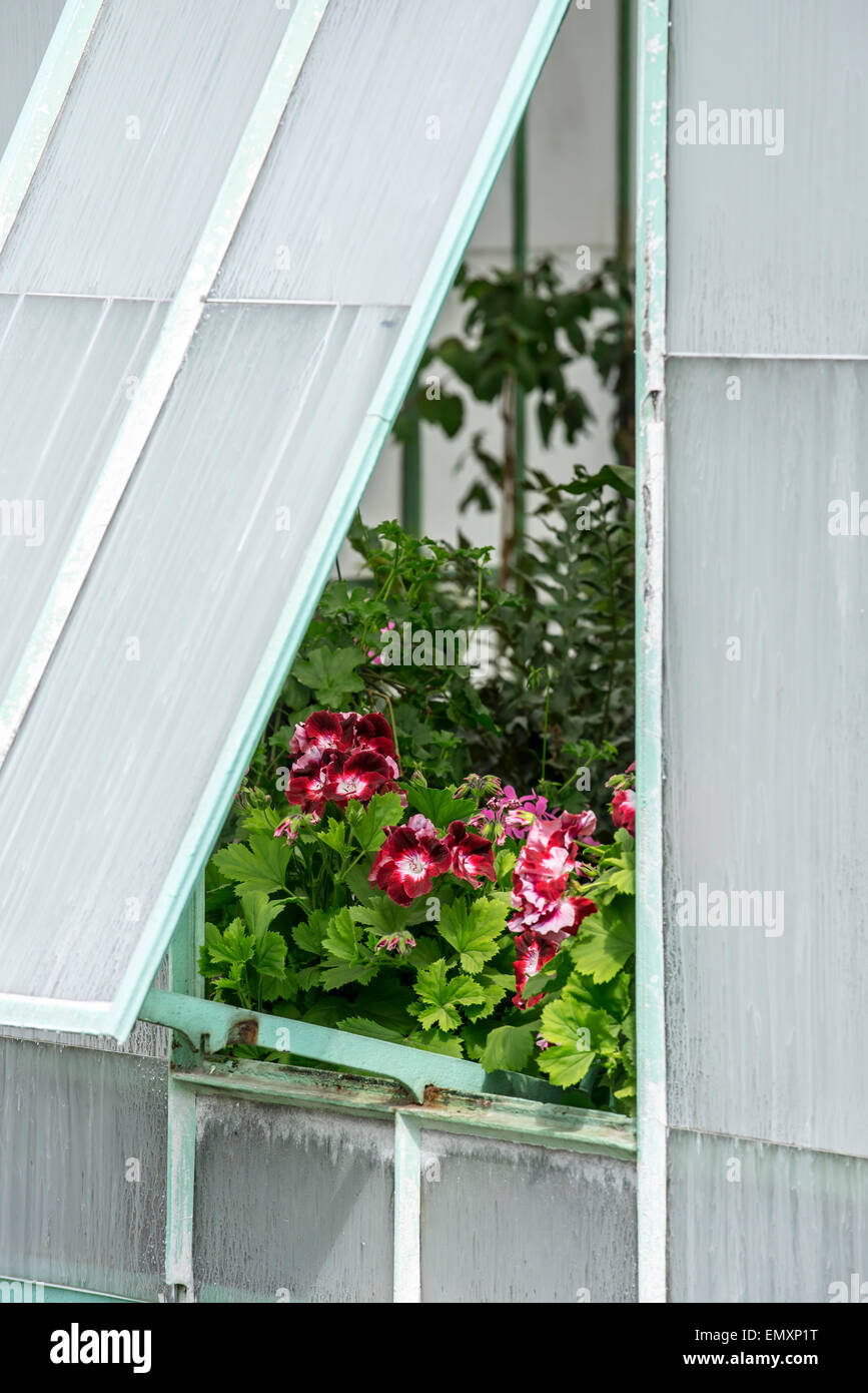Red flowers seen through opened vent for ventilation in greenhouse Stock Photo