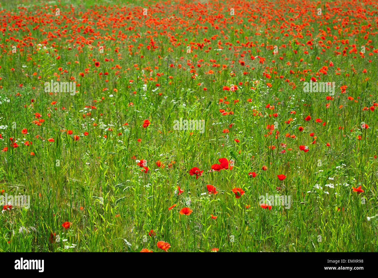 Field of Corn Poppy Flowers in Spring Stock Photo - Alamy