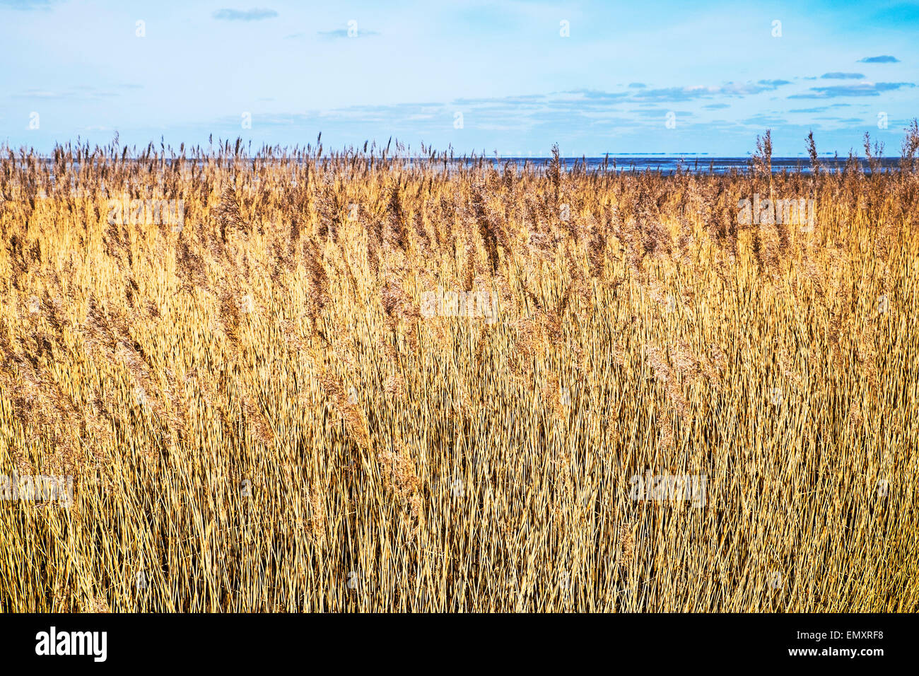 Reed and sea; Reet am Meer Stock Photo
