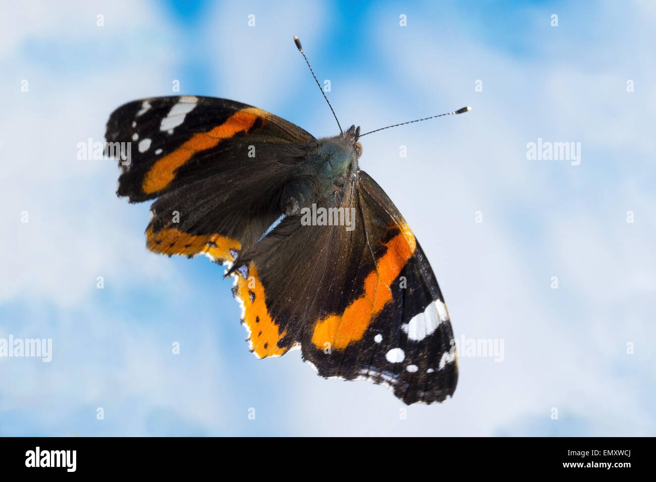A Red Admiral Butterfly In Flight Captured By A Self Made Ir Beam Trigger Stock Photo Alamy