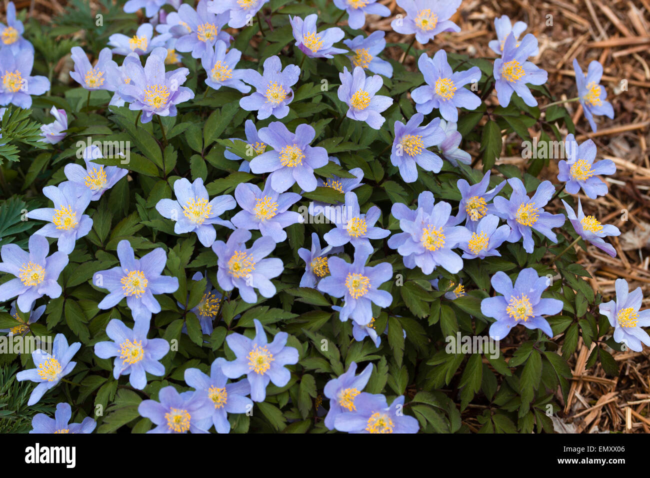 Violet blue flowers of the selected form of the wood anemone, Anemone nemorosa 'Allenii' Stock Photo