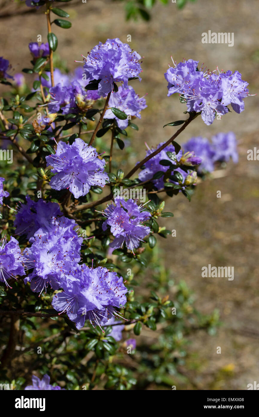 Blue flowers small garden shrub hi-res stock photography and images - Alamy