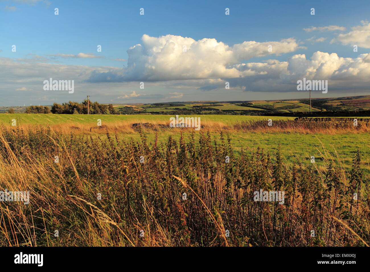 summer view of a field in Yorkshire, England Stock Photo