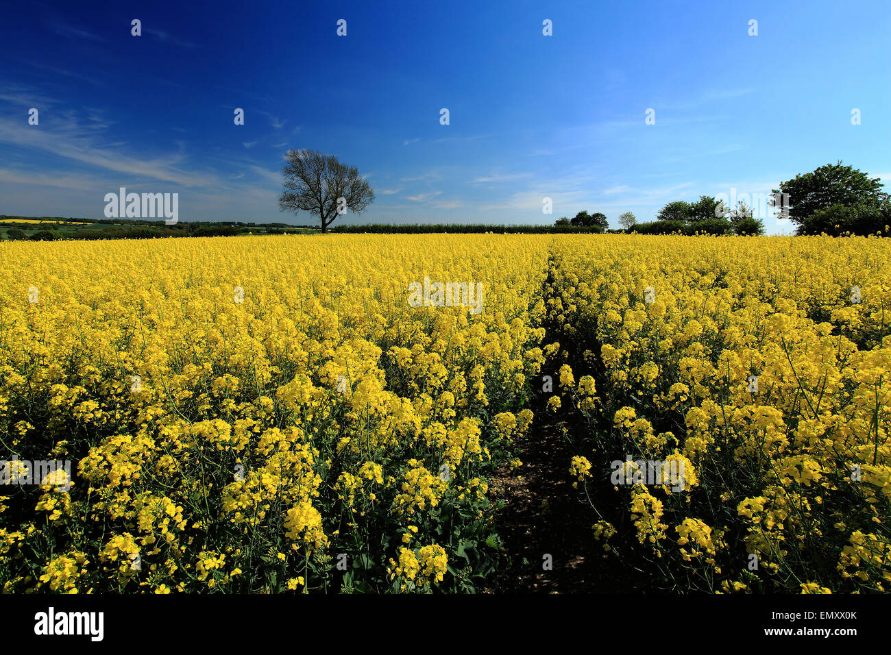 Rapeseed field in Lincolnshire England Stock Photo