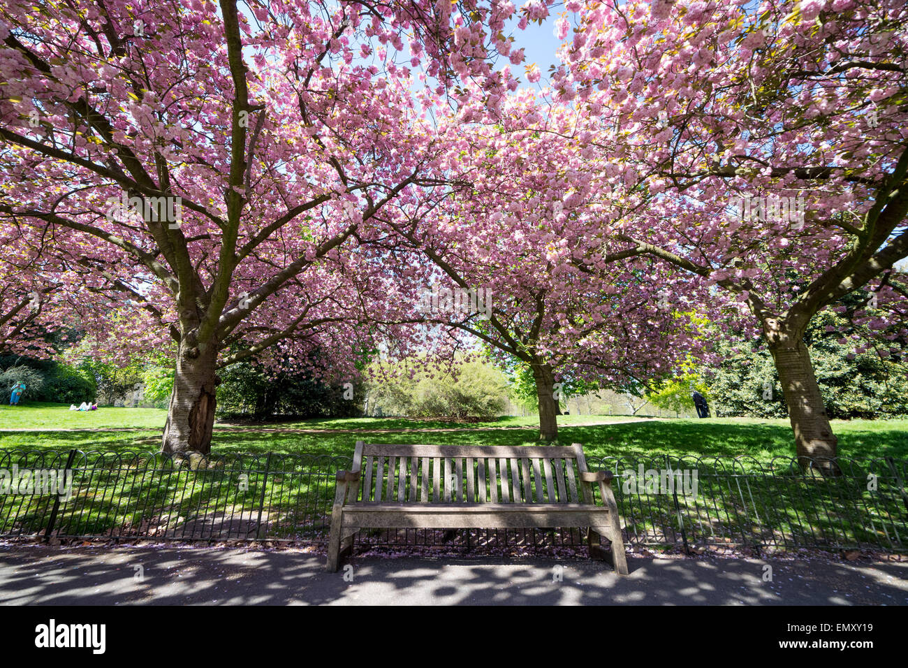 Cherry blossom tree in hyde hires stock photography and images Alamy