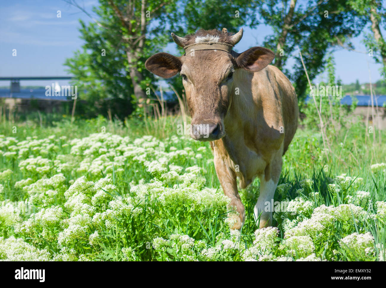 Cow spring hi-res stock photography and images - Alamy