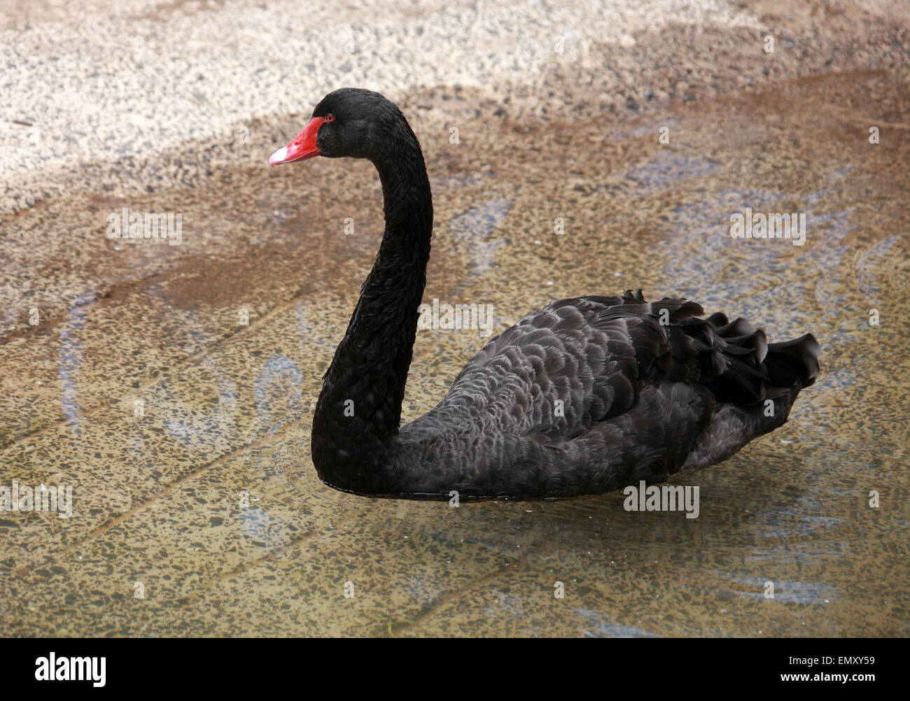 Black Swan, Cygnus atratus, Anatidae. An Australian bird. Stock Photo