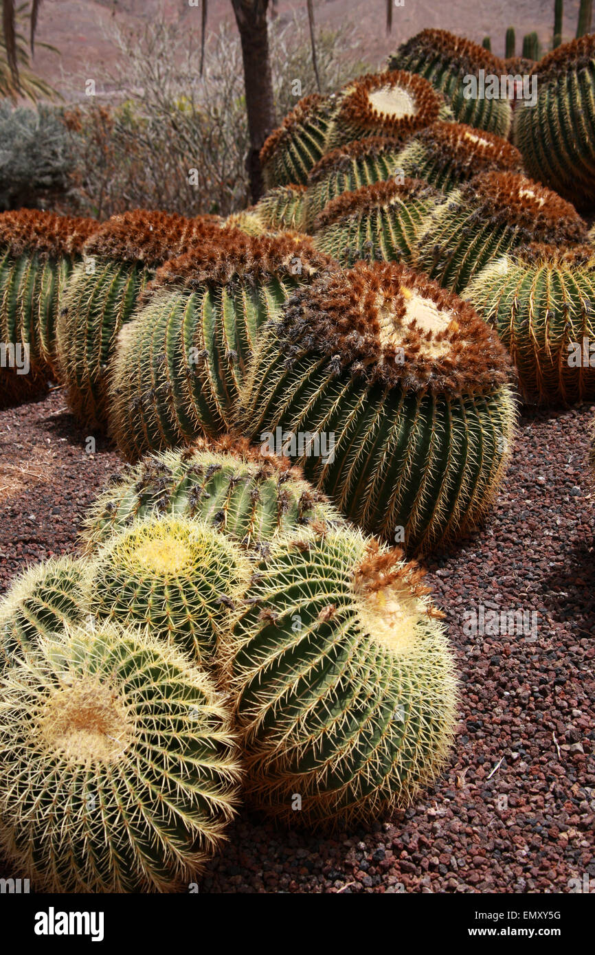 Golden Barrel Cacti, Echinocactus Grusonii, Cactaceae. Oasis Park, La Lajita, Fuerteventura, Canary Islands, Spain. Stock Photo