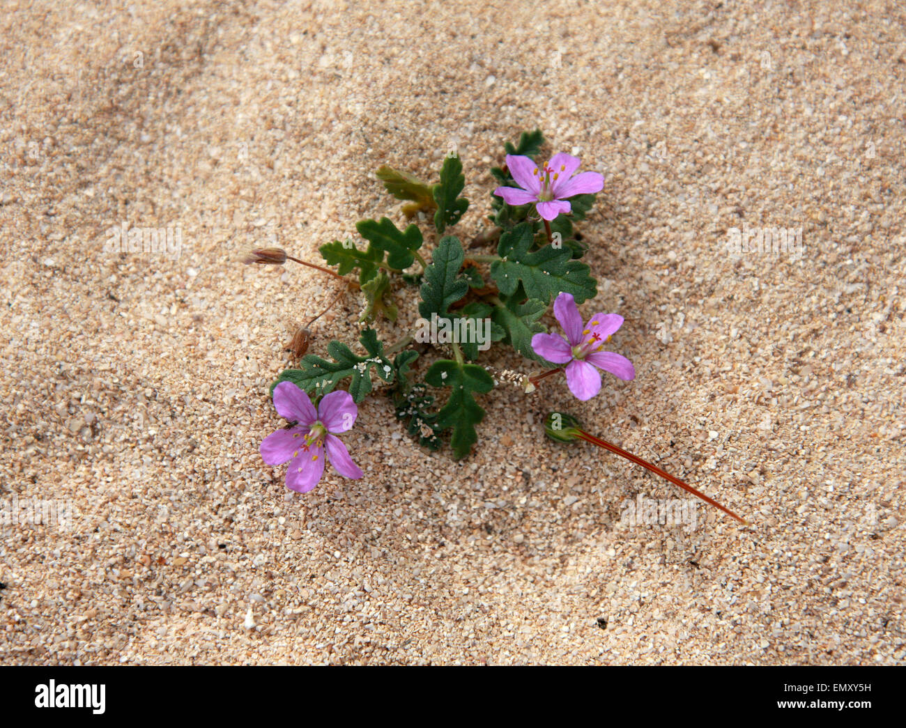 Erodium neuradifolium, Geraniaceae. A diminutive geranium growing in the sand dunes, Corralejo National Park, Fuerteventura. Stock Photo