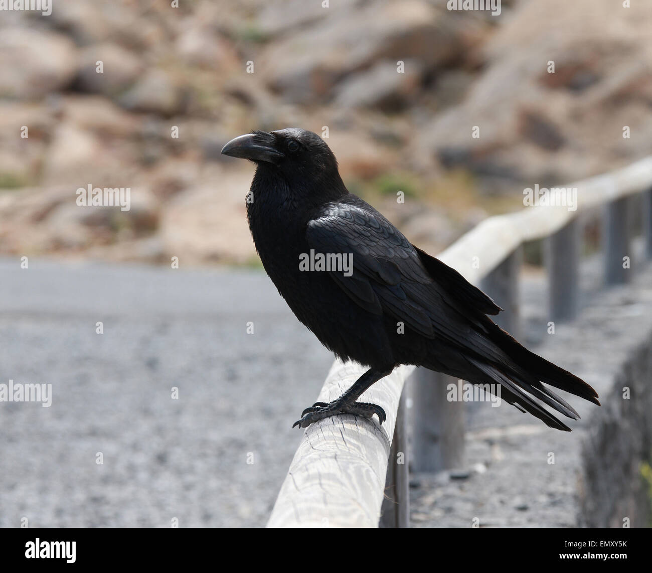 Canary Islands Raven, Corvus corax jordansi (syn. C. c. tingitanus), Corvidae. Stock Photo