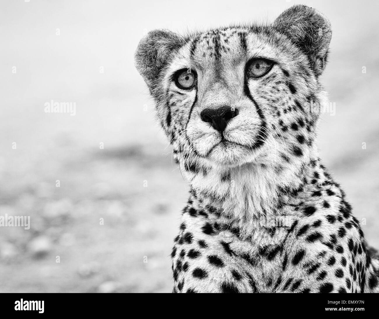 Female Cheetah Stock Photo