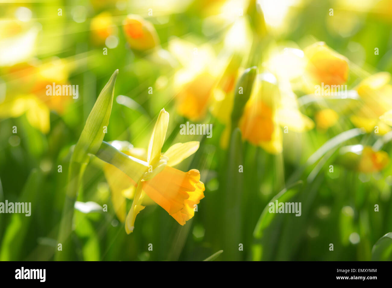 Yellow spring flowers of narcissus daffodils on sunshine meadow with bright backlit sunbeams sun rays Stock Photo