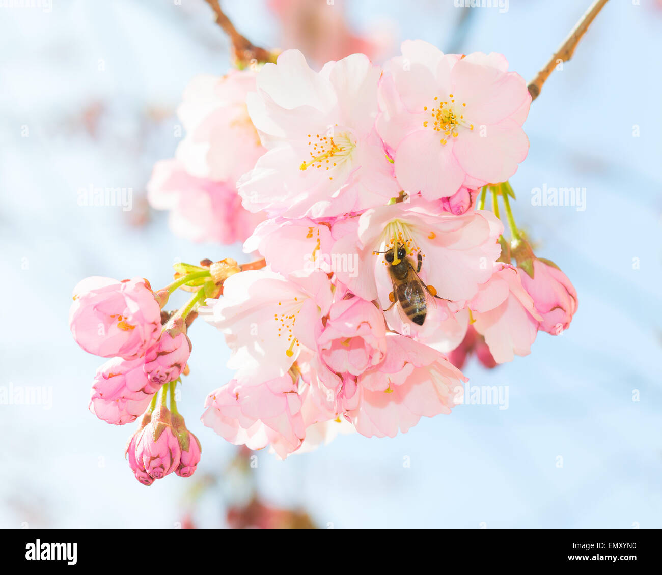 Honey bee pollinating springtime blooming orchard fruit garden and obtaining nectar and pollen from pink spring blossom flowers Stock Photo
