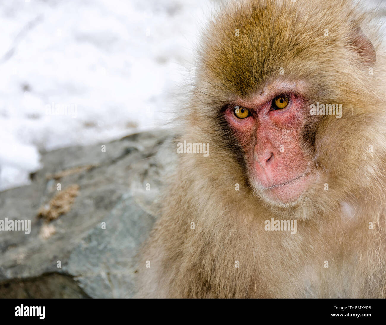 Japanese Macaque Monkey Stock Photo