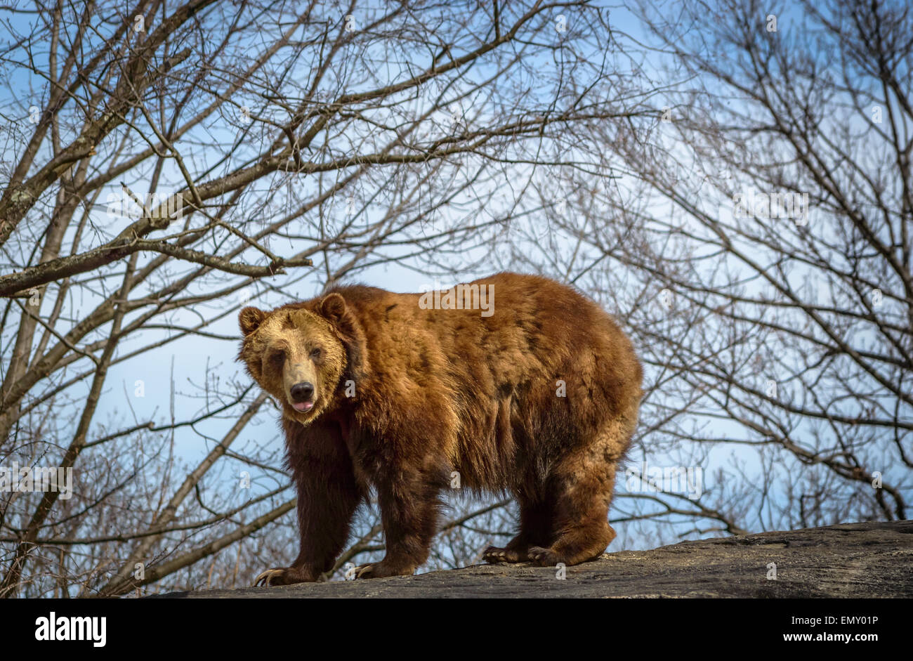 Brown Bear Side View High Resolution Stock Photography and Images Alamy