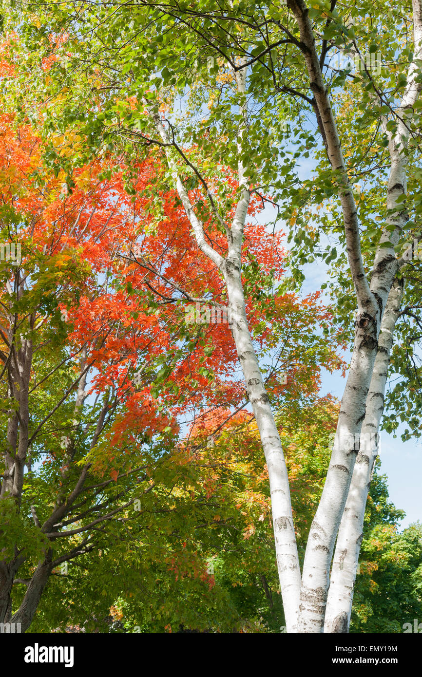 White birch tree trunks and vibrant autumn leaves. Stock Photo