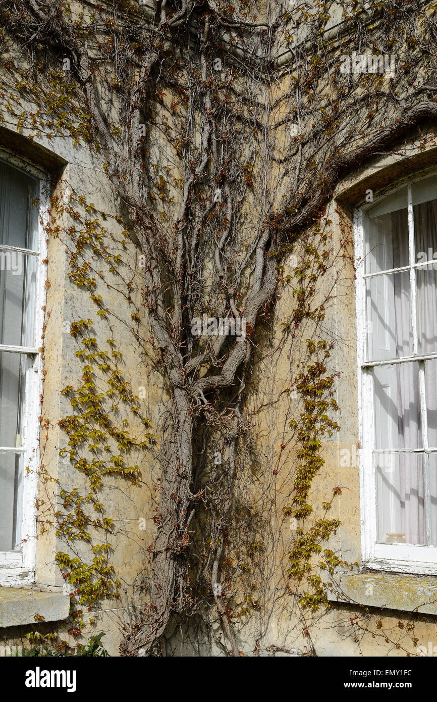 Virginia creeper climbing walls hires stock photography and images Alamy
