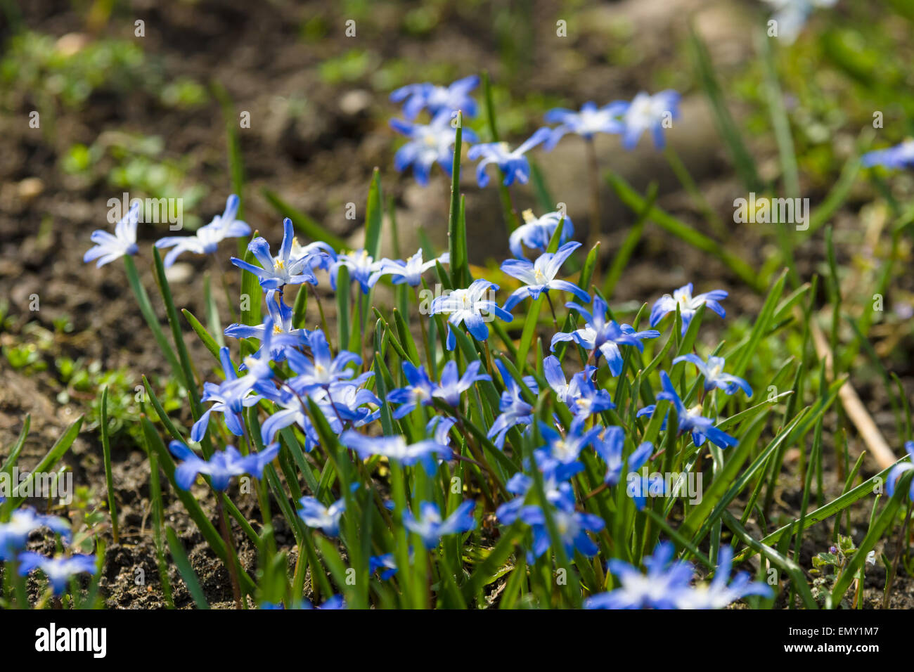 The first spring flowers. Flowering Scilla luciliae. Stock Photo