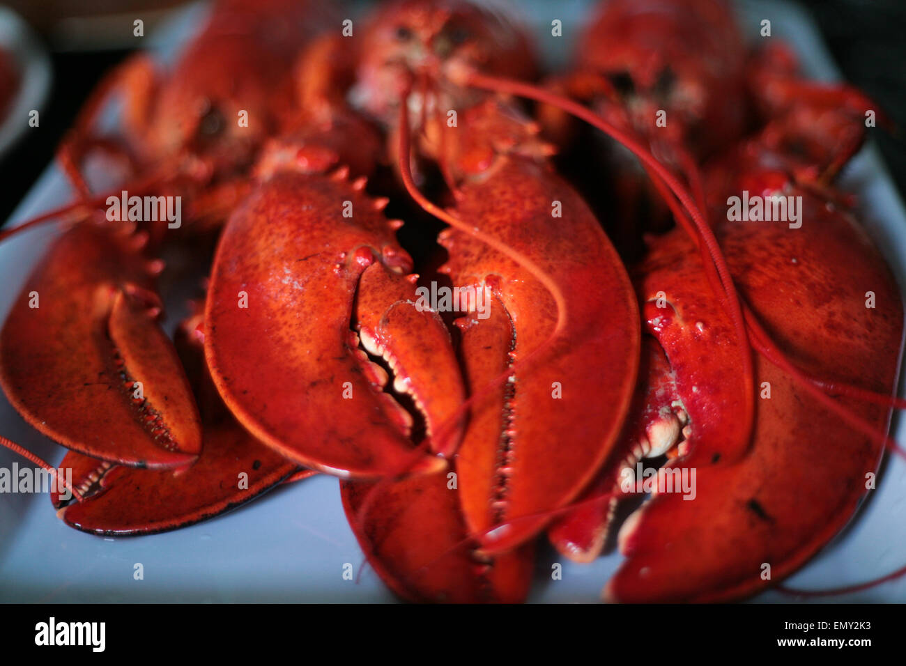 Shellfish Allergy High Resolution Stock Photography and Images Alamy