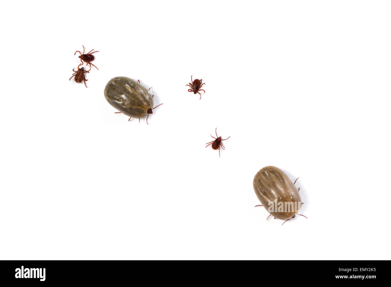 Isolated male and female ticks on white background Stock Photo