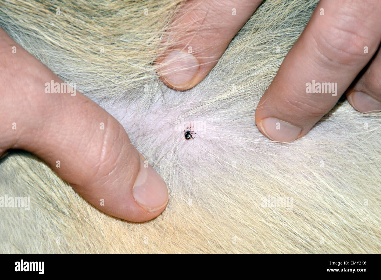 Man parting dog fur to expose attached american dog tick to skin Stock Photo