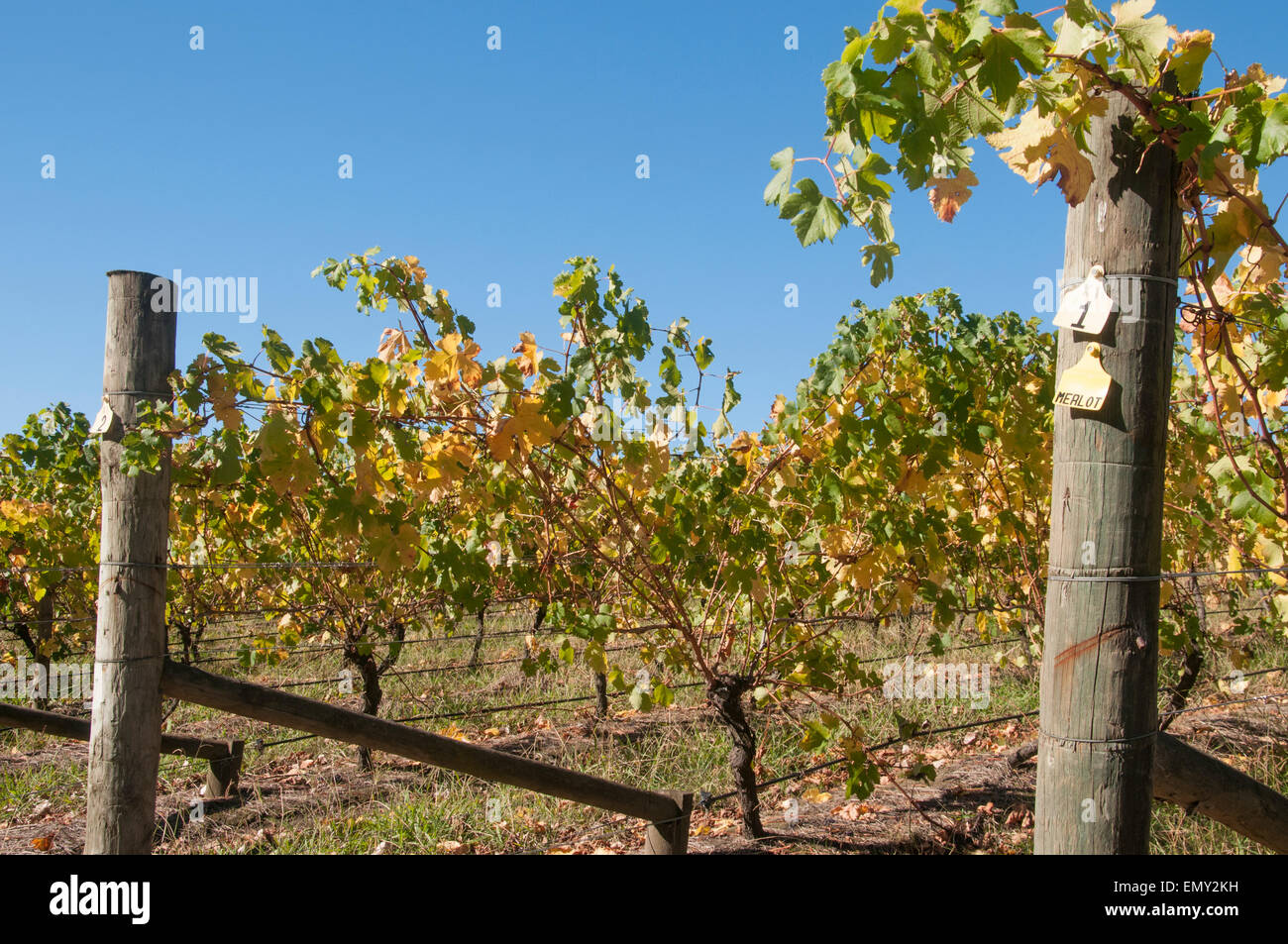 Grape vines at the Tarrawarra Estate, Yarra Valley, Victoria, Australia Stock Photo