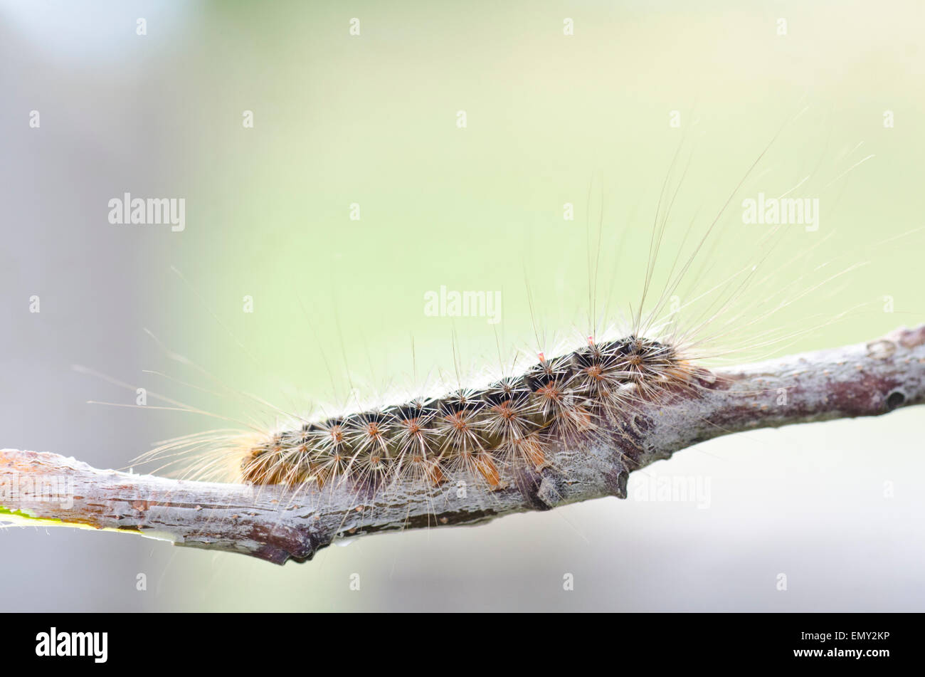 https://c8.alamy.com/comp/EMY2KP/white-cedar-moth-caterpillar-leptocneria-reducta-EMY2KP.jpg
