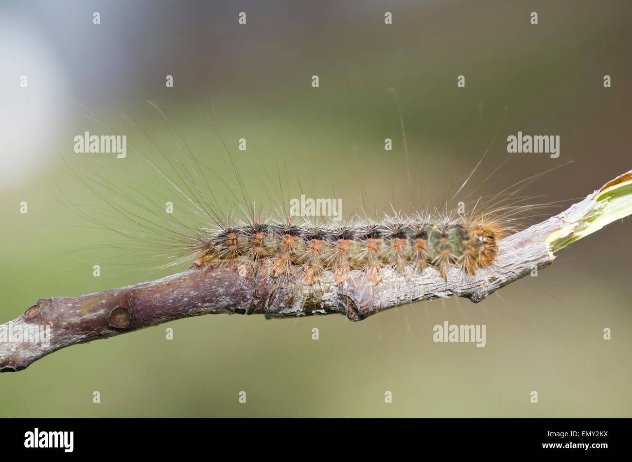 white cedar moth caterpillar, Leptocneria reducta Stock Photo - Alamy