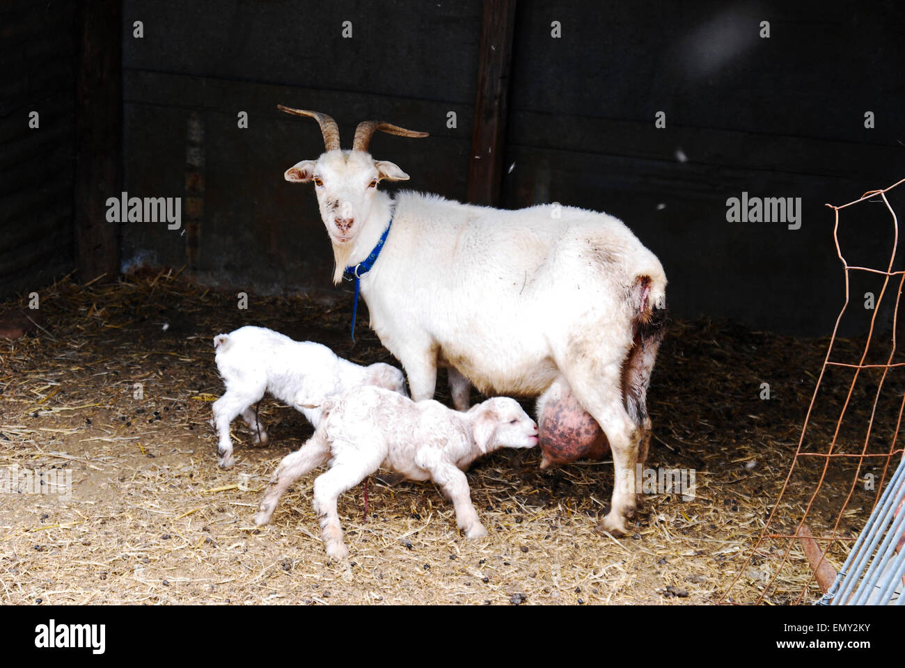 Nanny goat with twin kids in a barn Stock Photo