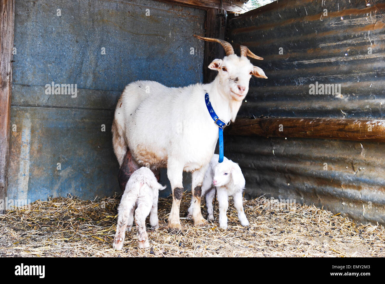 Nanny goat hi-res stock photography and images - Alamy Nanny goat hi-res stock photography and images - Alamy