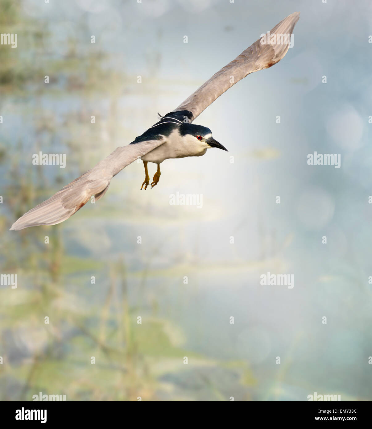 Black Crowned Night Heron In Flight High Resolution Stock Photography ...