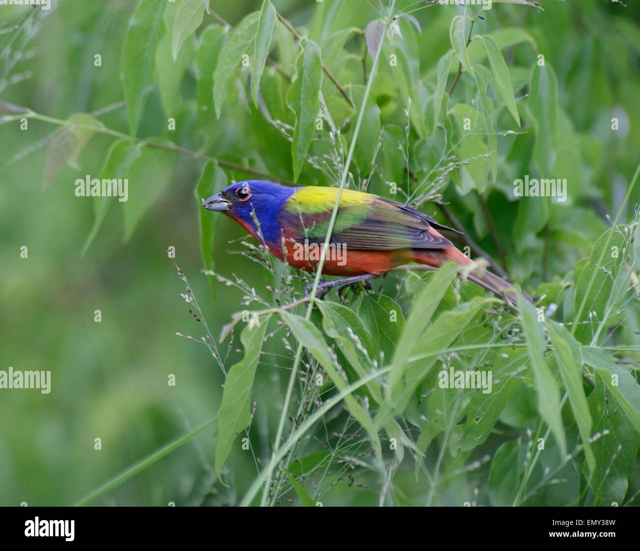 Painted Bunting (Passerina ciris),Feeding Stock Photo Alamy