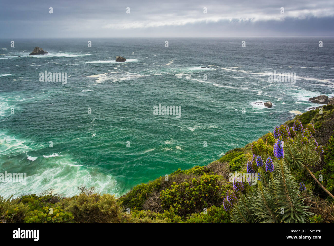 Purple flowers and view of the Pacific Ocean, in Big Sur, California. Stock Photo