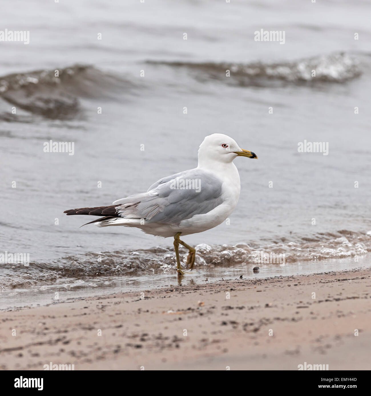 Seagull close up standing on sandy foggy beach near water, square format Stock Photo