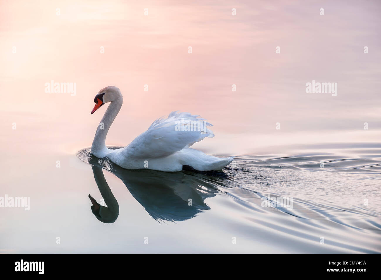 White swan swimming on lake water surface reflecting pink sunset Stock Photo