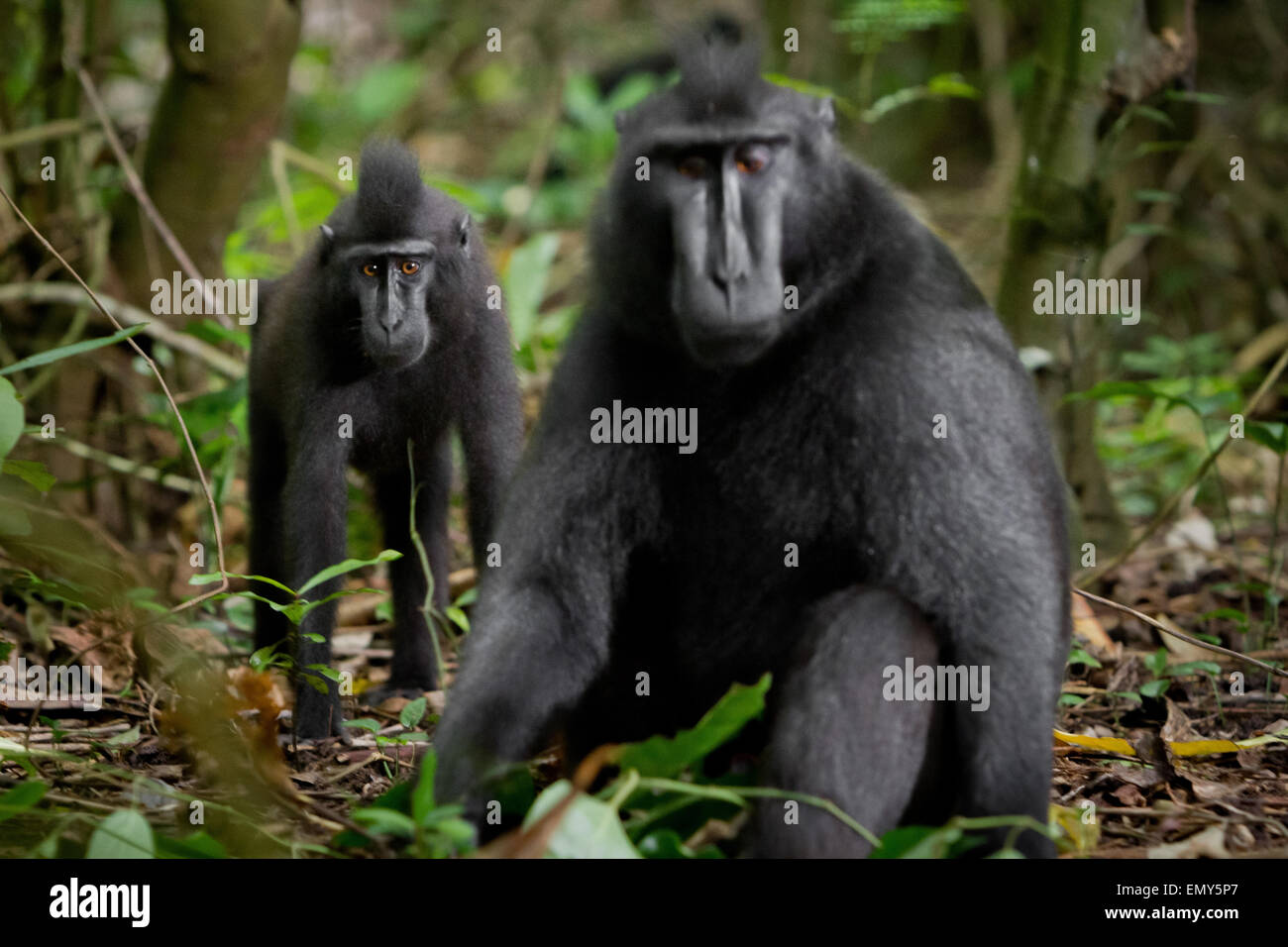 A young Sulawesi crested black macaque in a foreground of older individual in Tangkoko Nature Reserve, North Sulawesi, Indonesia. Stock Photo