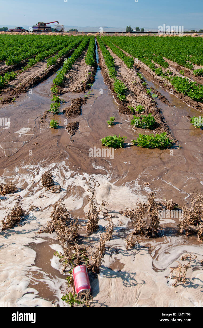 Inefficient flood irrigation in bean field in southcentral Idaho Stock Photo