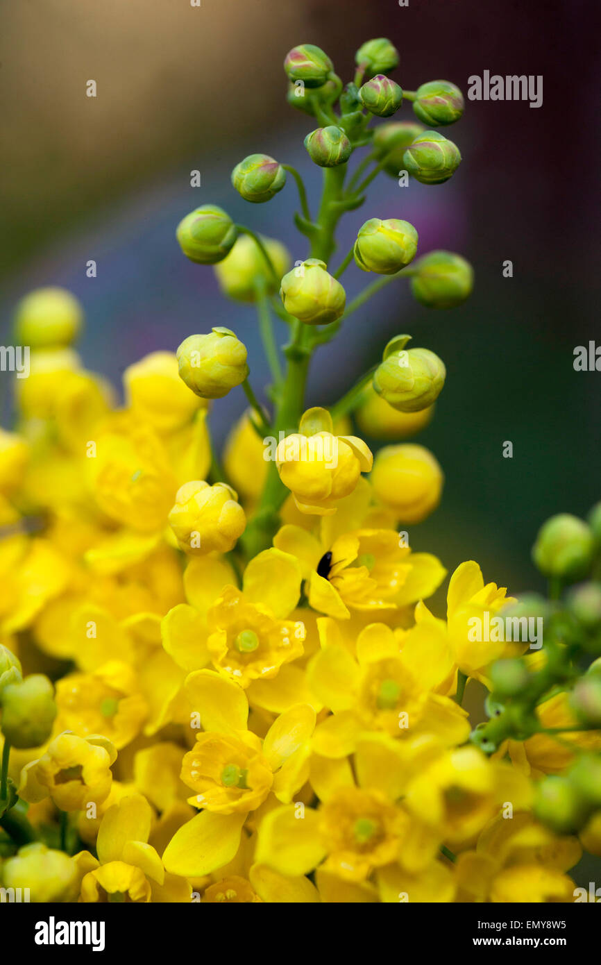 Mahonia aquifolium, Oregongrape, yellow flowers Stock Photo Alamy