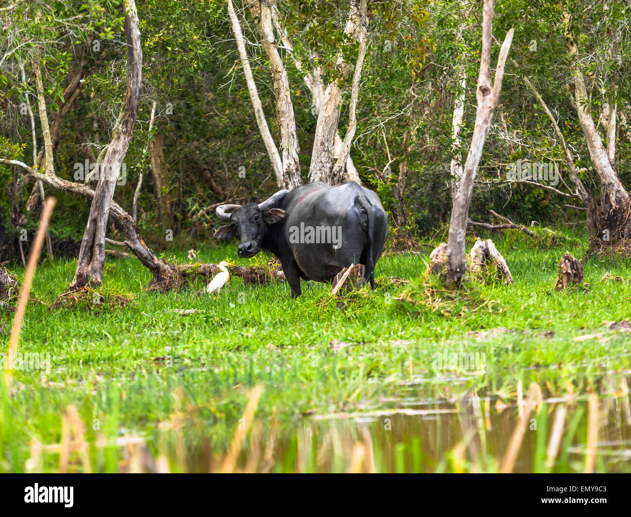 Thai swamp buffalo at Thale Noi in phatthalung Province, Thailand Stock Photo