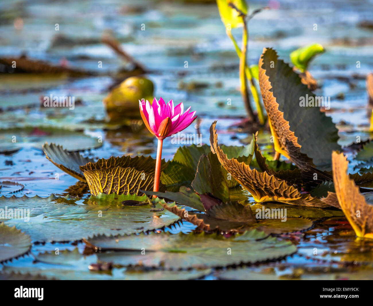 Natural red lotus in Lotus Lake at Phatthalung Province, Thailand Stock Photo