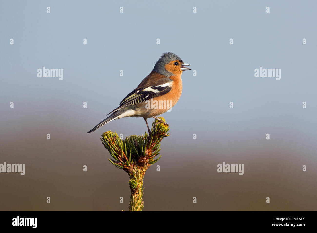 Chaffinch Fringilla coelebs singing Male Early April Stock Photo