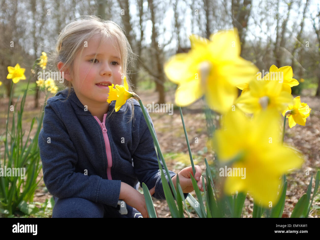 Young girl smelling flowers daffodils in the spring Stock Photo