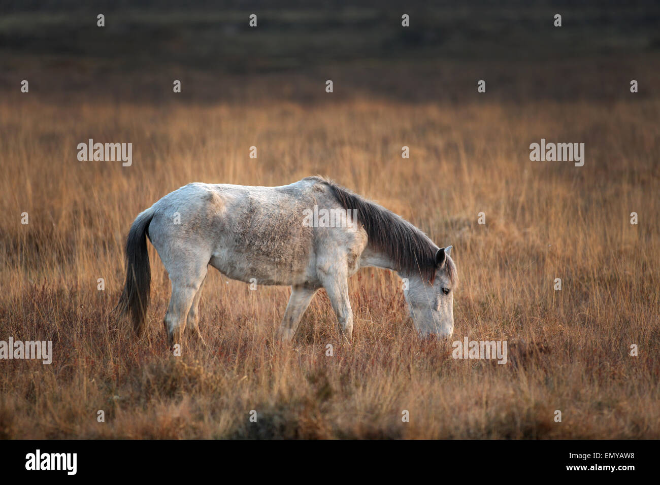 New Forest Ponies grazing at Dusk in the New Forest UK near Beaulieu Stock Photo